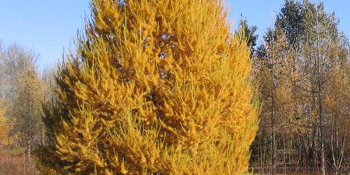 Siberian Larch Cladding: Uses, Advantages, and Disadvantages