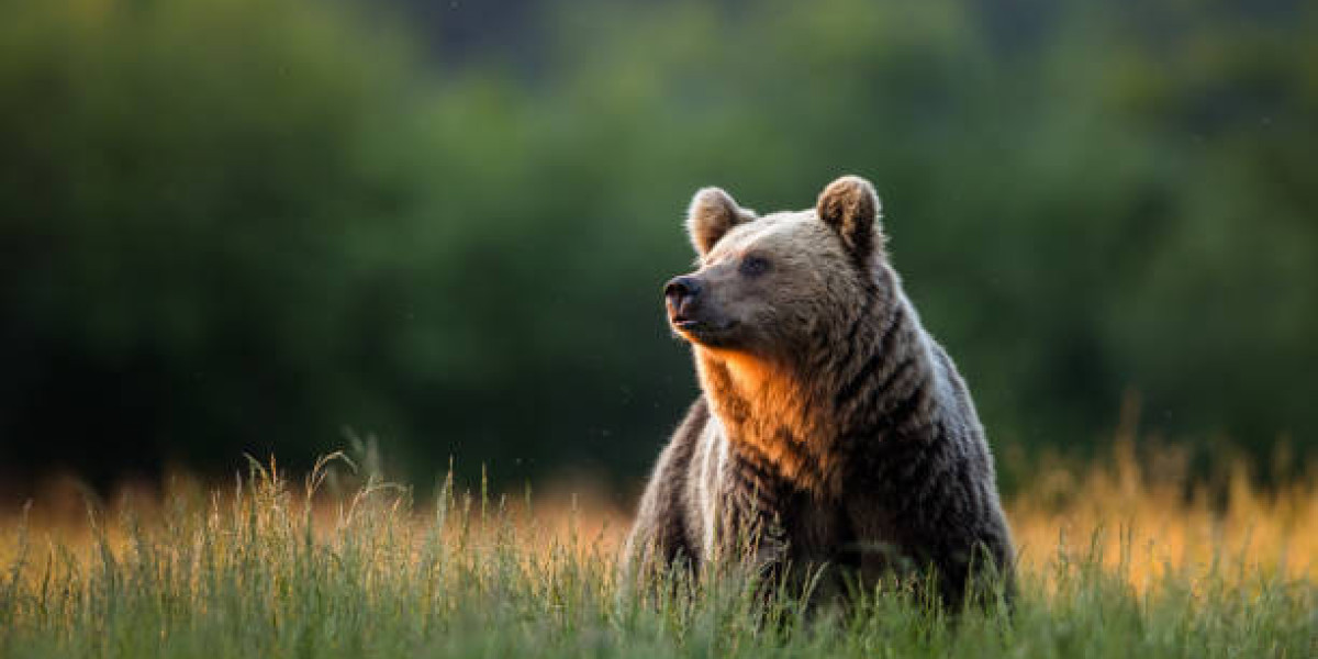 Effective Residential Wildlife Control for Safe Homes
