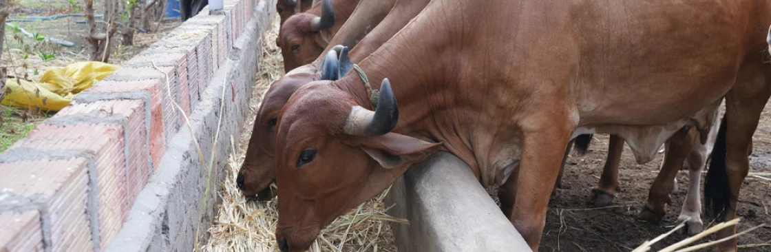 Gawdee Organic Cover Image