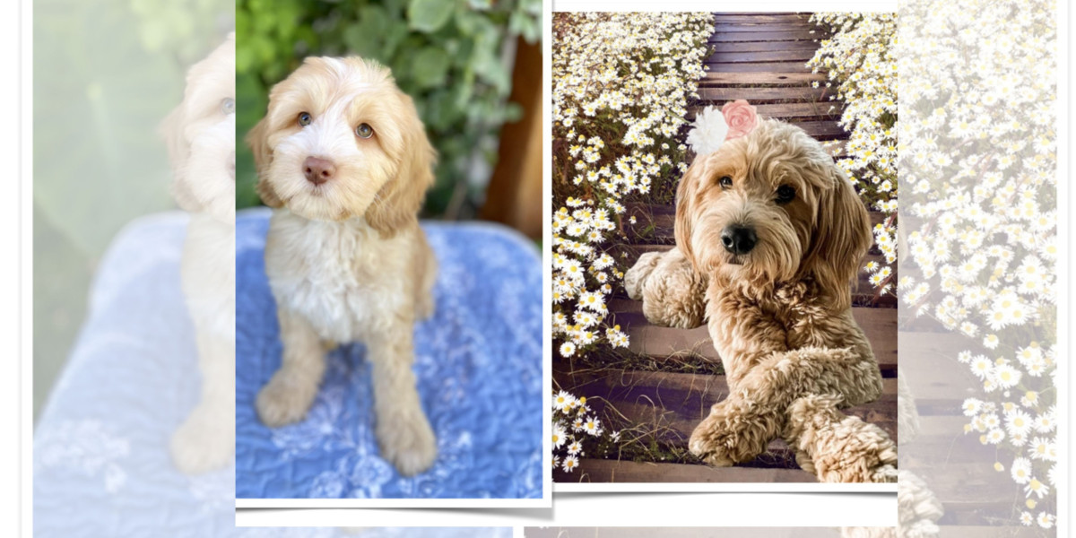 What Makes Australian Bernedoodle Puppies and Australian Goldendoodle Puppies for Sale the Perfect Companions?