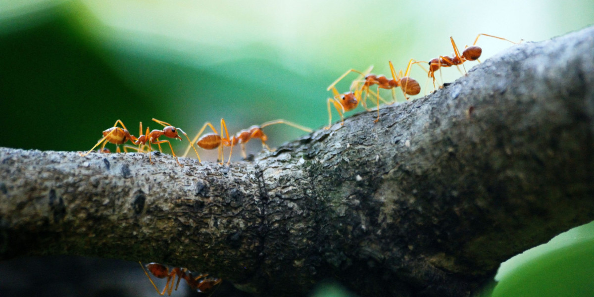 Effective Fire Ant Control on the Gold Coast with Termicide