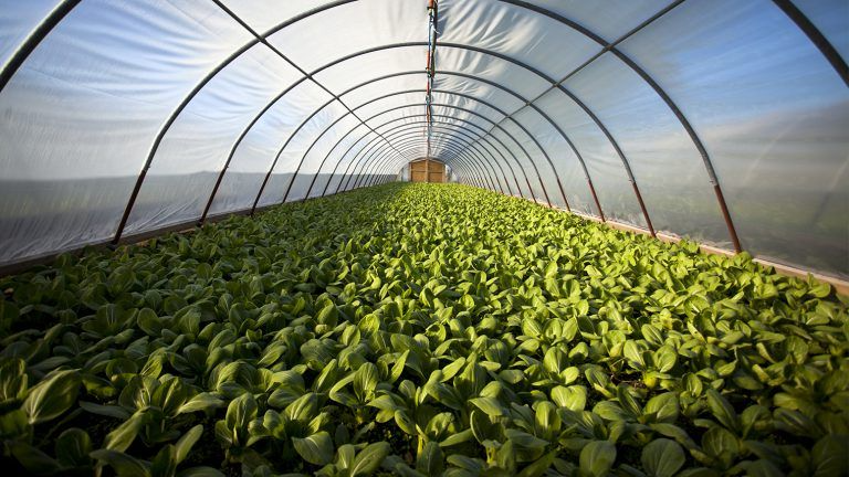 Boosting Farm Productivity with Integrated Crop Management Services — BioAg Innovations | by David sins | Sep, 2025 | Medium