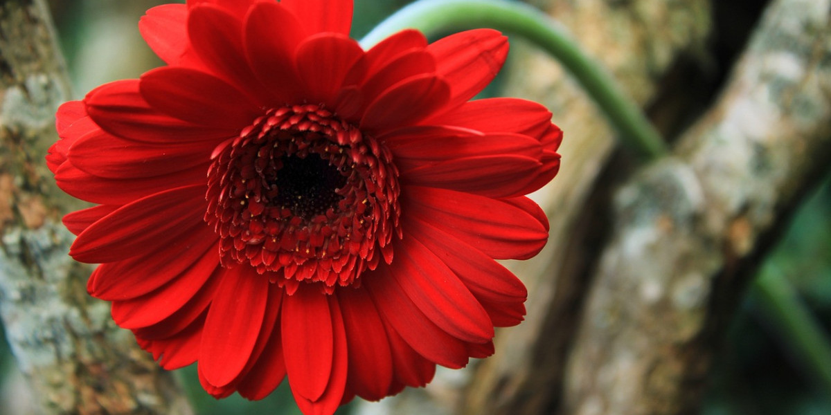 Buy Luxury Flowers From FlowersMart as a Top Notch Floral Stores Near Me for Best Flowers