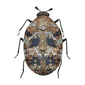 Pests Types - Pestbye