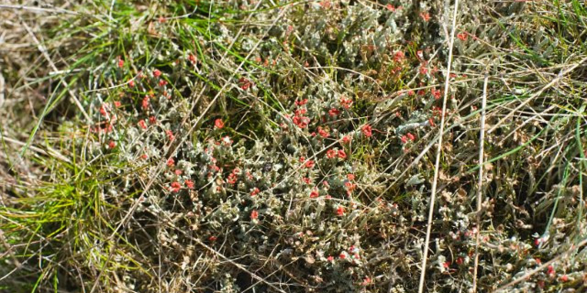 Effects Of Methandienone On The Performance And Body Composition Of Men Undergoing Athletic Training