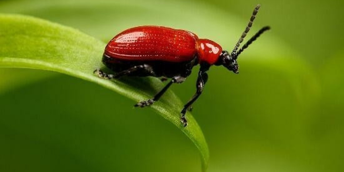 YOHAIG: Your Gateway to Bet9ja League Free Bets - Complete Walkthrough