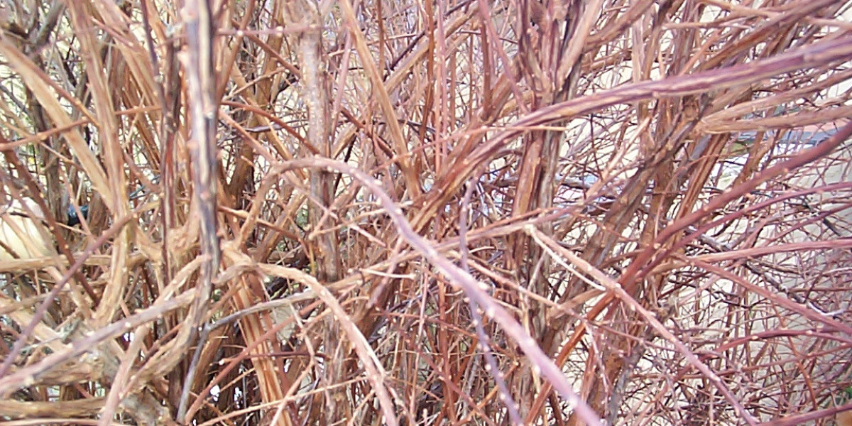 Wachstumshormone – ihre Rolle und die damit verbundenen Erkrankungen