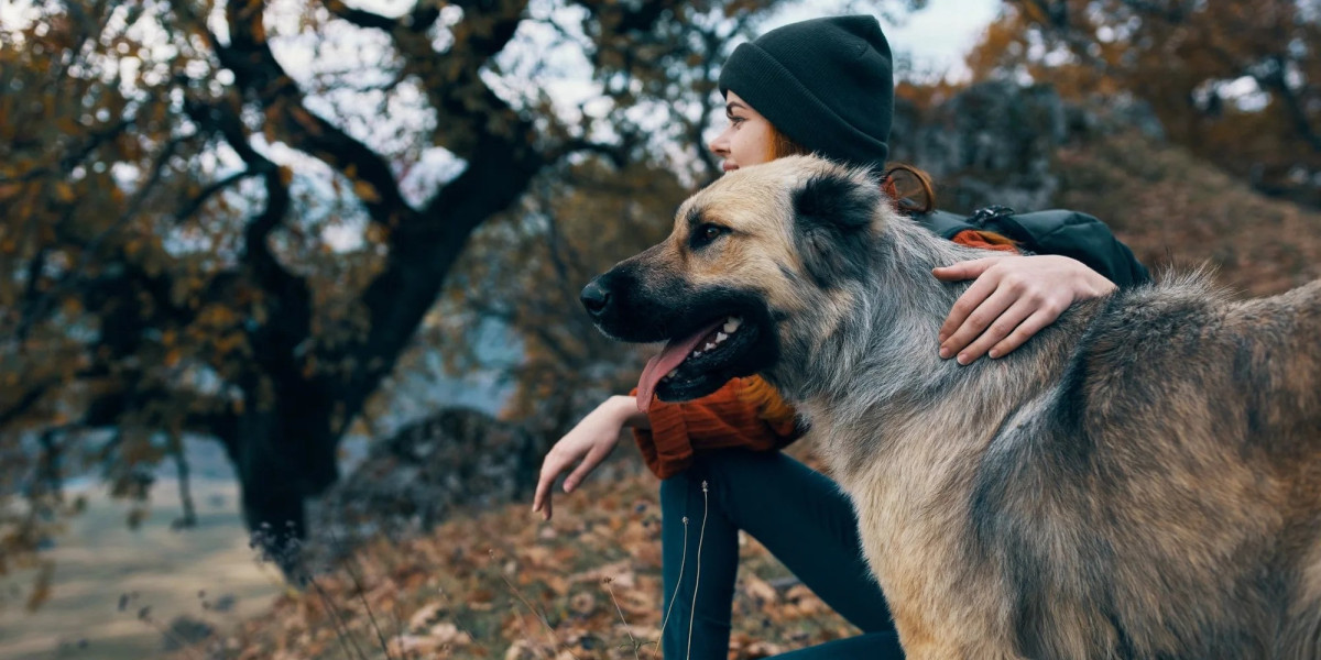 Convenience, Quality, and Care: The Rise of Online Pet Shops