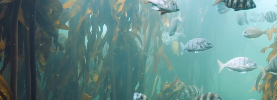 Jahmoss Life Cover Image