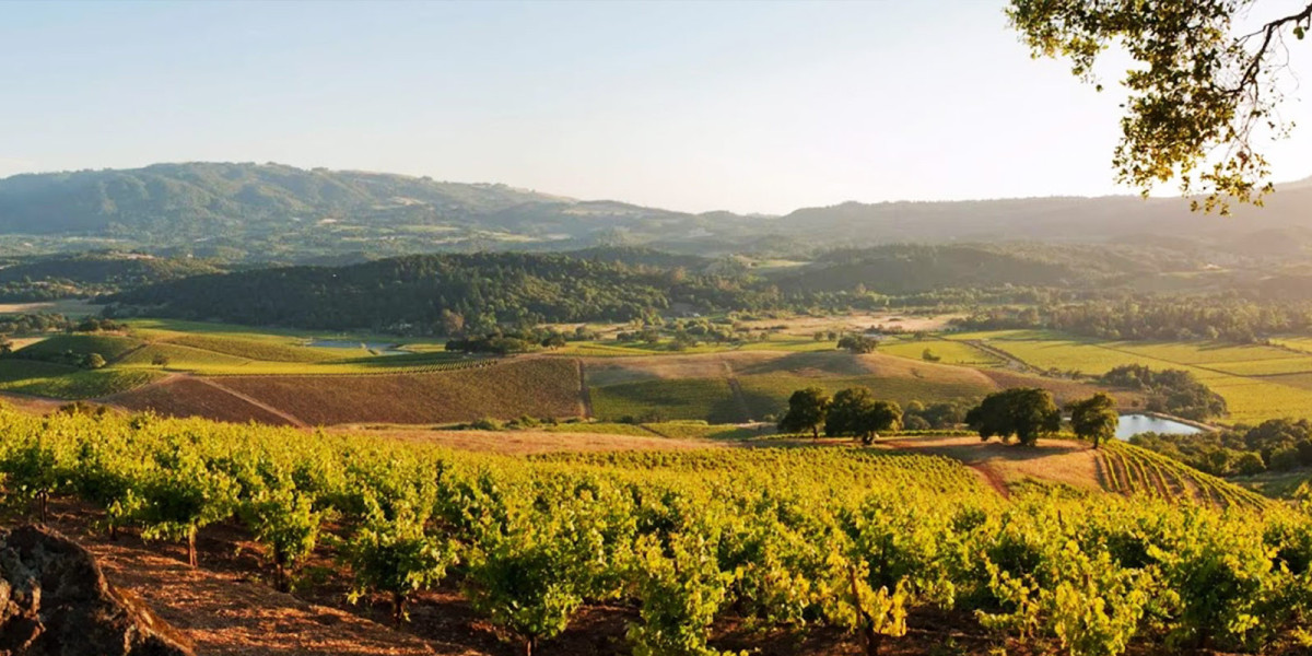Discover the Essence of California’s Wine Country with Tour Napa Sonoma Wines