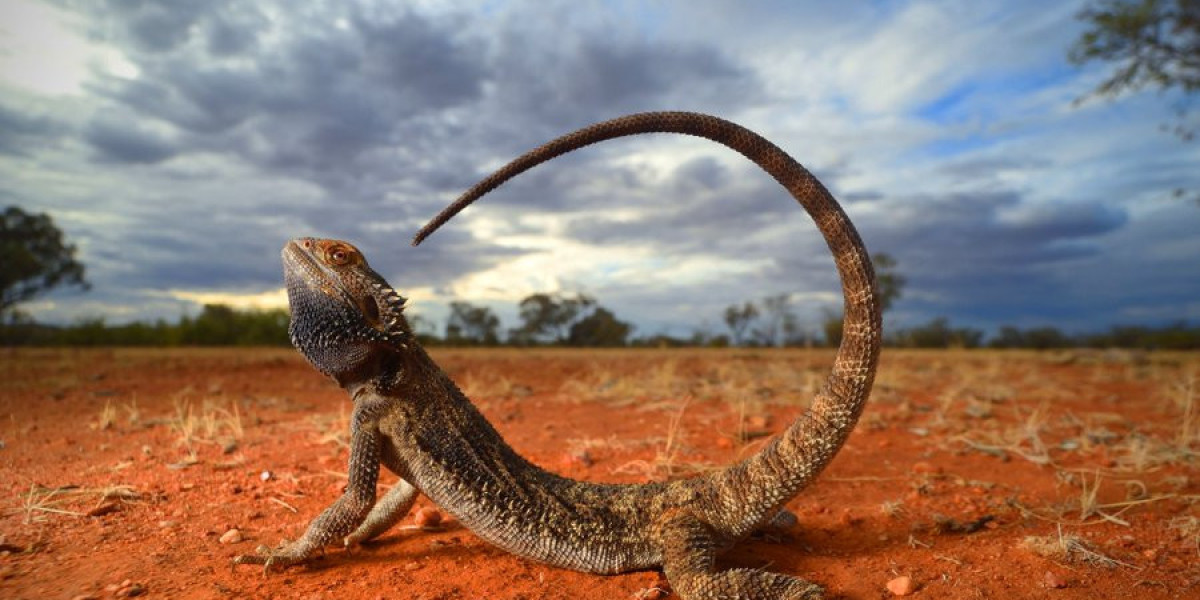 Bearded Dragon Species: A Complete Guide to These Fascinating Reptiles