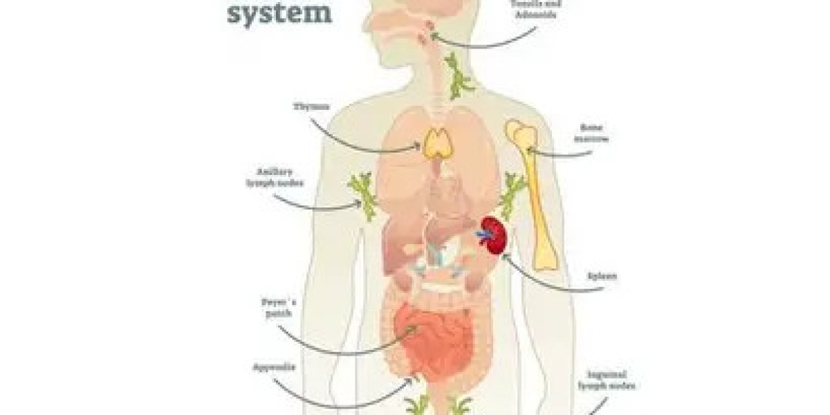 Strengthen Your Immune System Naturally for Better Health and Lasting Wellness