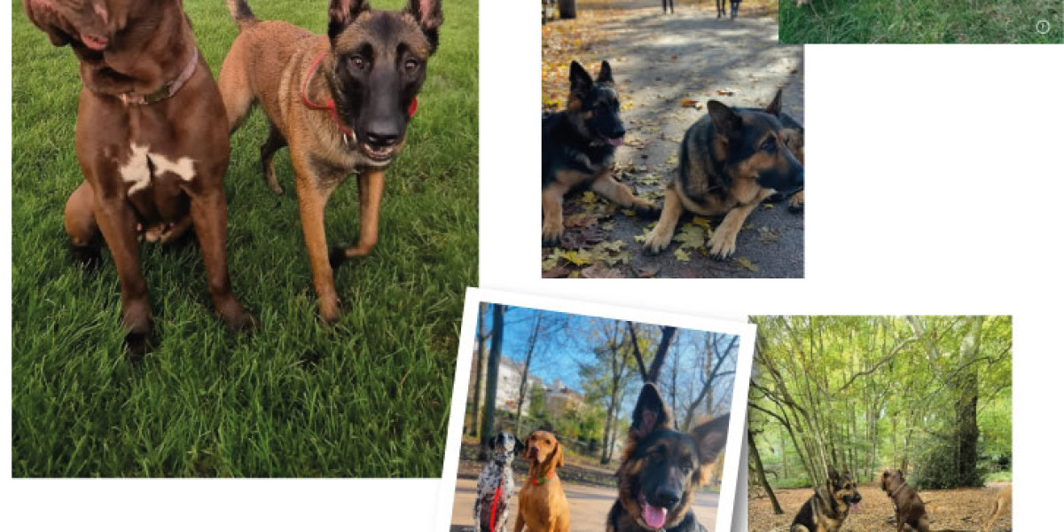 The Ultimate Guide to Dog Walking and Dog Boarding in Kensington and Hammersmith