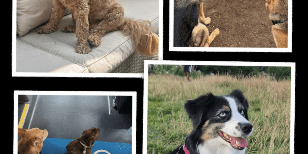 The Complete Guide to Day Dog Care and Doggy Day Care in London