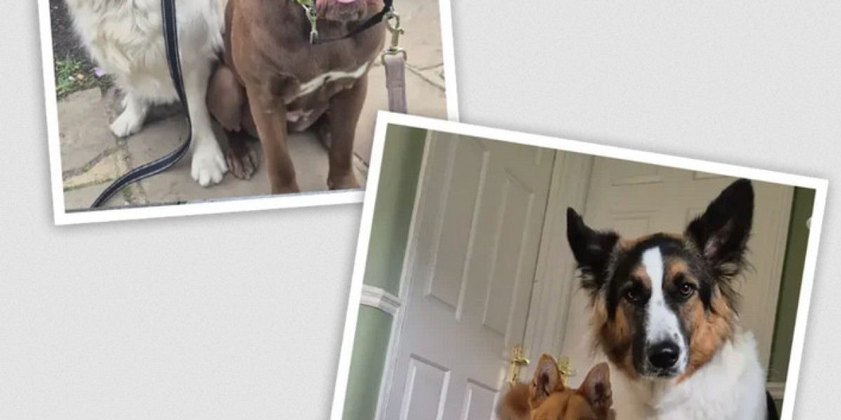 The Ultimate Guide to Professional Dog Boarding: Finding the Best Dog Boarding for Your Pet