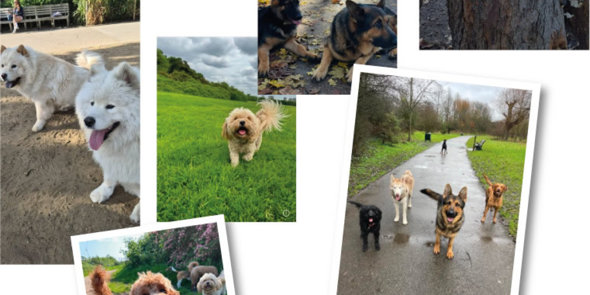 Understanding Dog Walking Prices and Dog Boarding Prices: What Pet Owners Need to Know