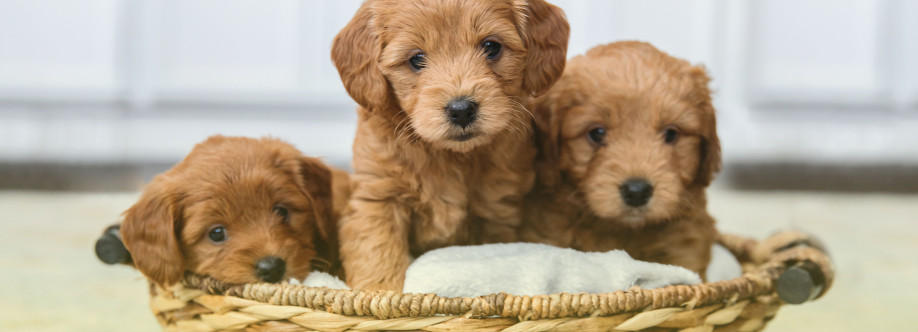 Glamour Pups Cover Image