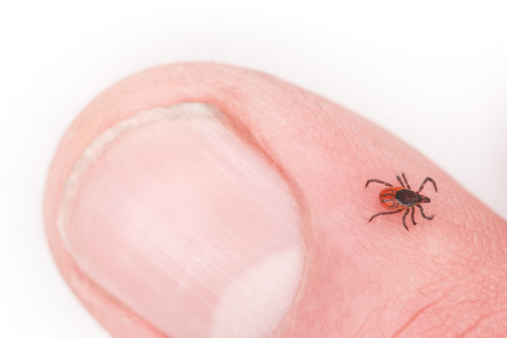 Tick Safety | Lyme Disease Prevention | OSHA Requirements