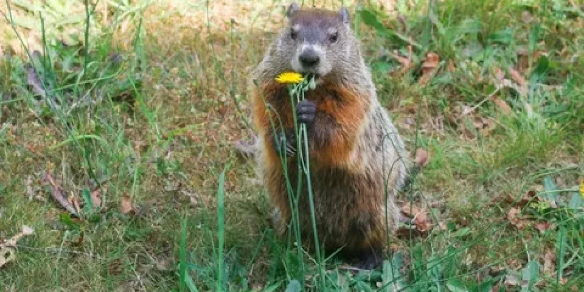 Groundhog Repellent: Effective Ways to Keep Groundhogs Away Naturally