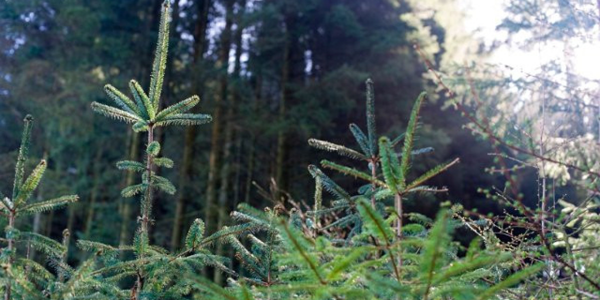 Sky Crown Online Casino Slots, Tables & Live Dealers