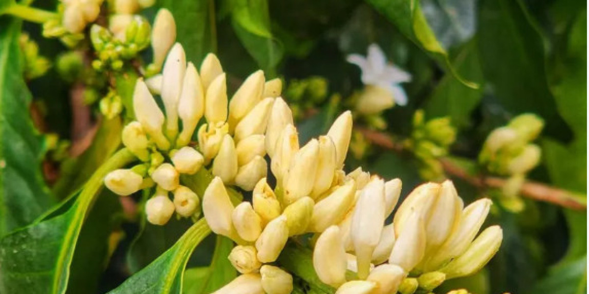 The Benefits of Organic Fertilizers in Crop Production