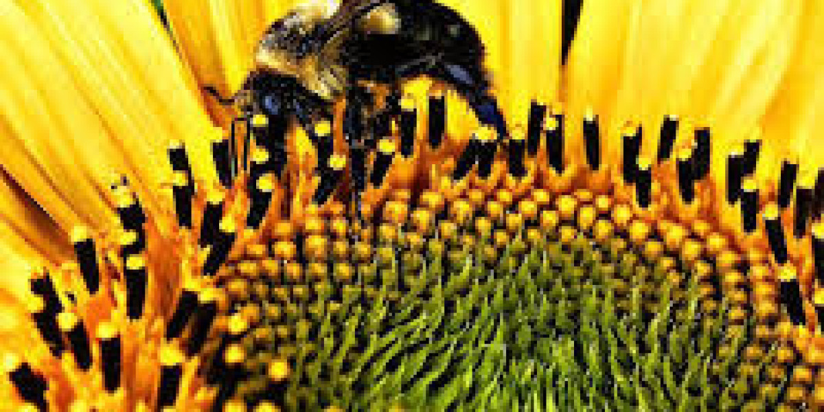 The Complete Beginner’s Guide to Buying Bees Online Safely and Successfully