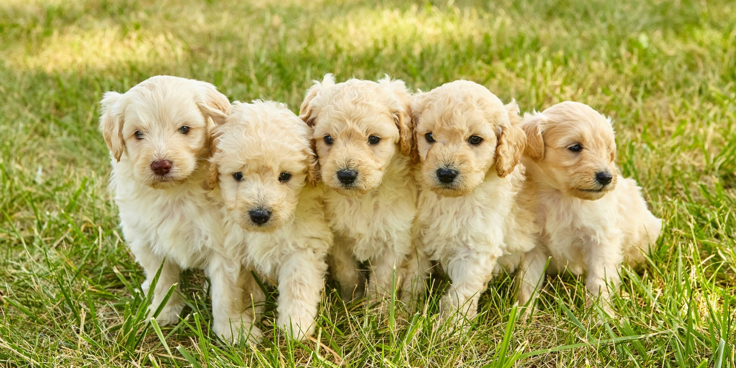 Goldendoodle Puppy Health & Vaccination Guide