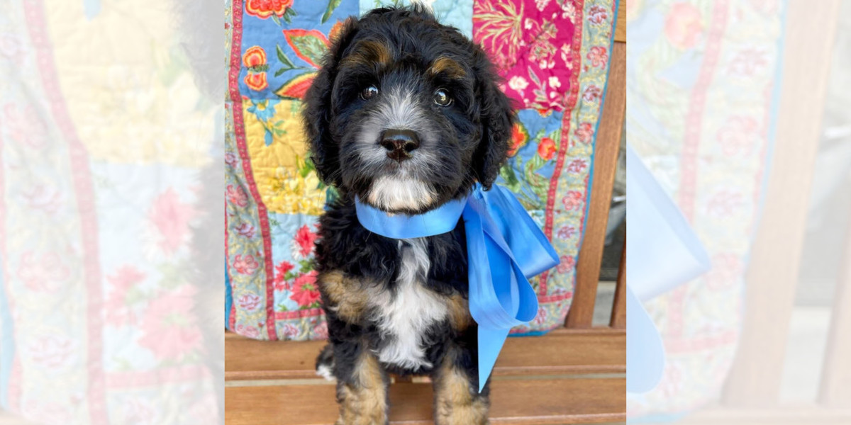 Are You Ready to Bring Home the Perfect Puppy? Here’s Why Bernedoodles Steal the Show