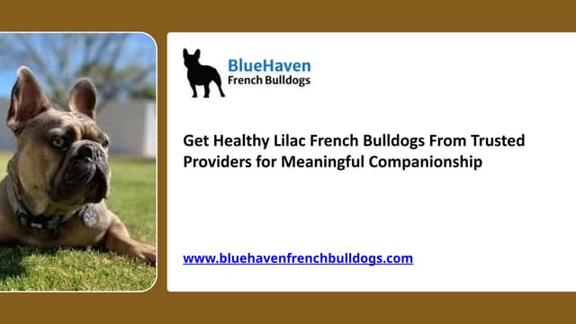 Get Healthy Lilac French Bulldogs From Trusted Providers for Meaningful Companionship.pptx